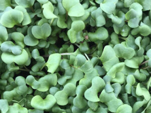 Μίκρο Ρεπάνι Rose