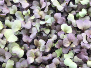 Μίκρο Ρεπάνι Μωβ