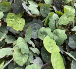 ΜίκροΚαπουτσίνο